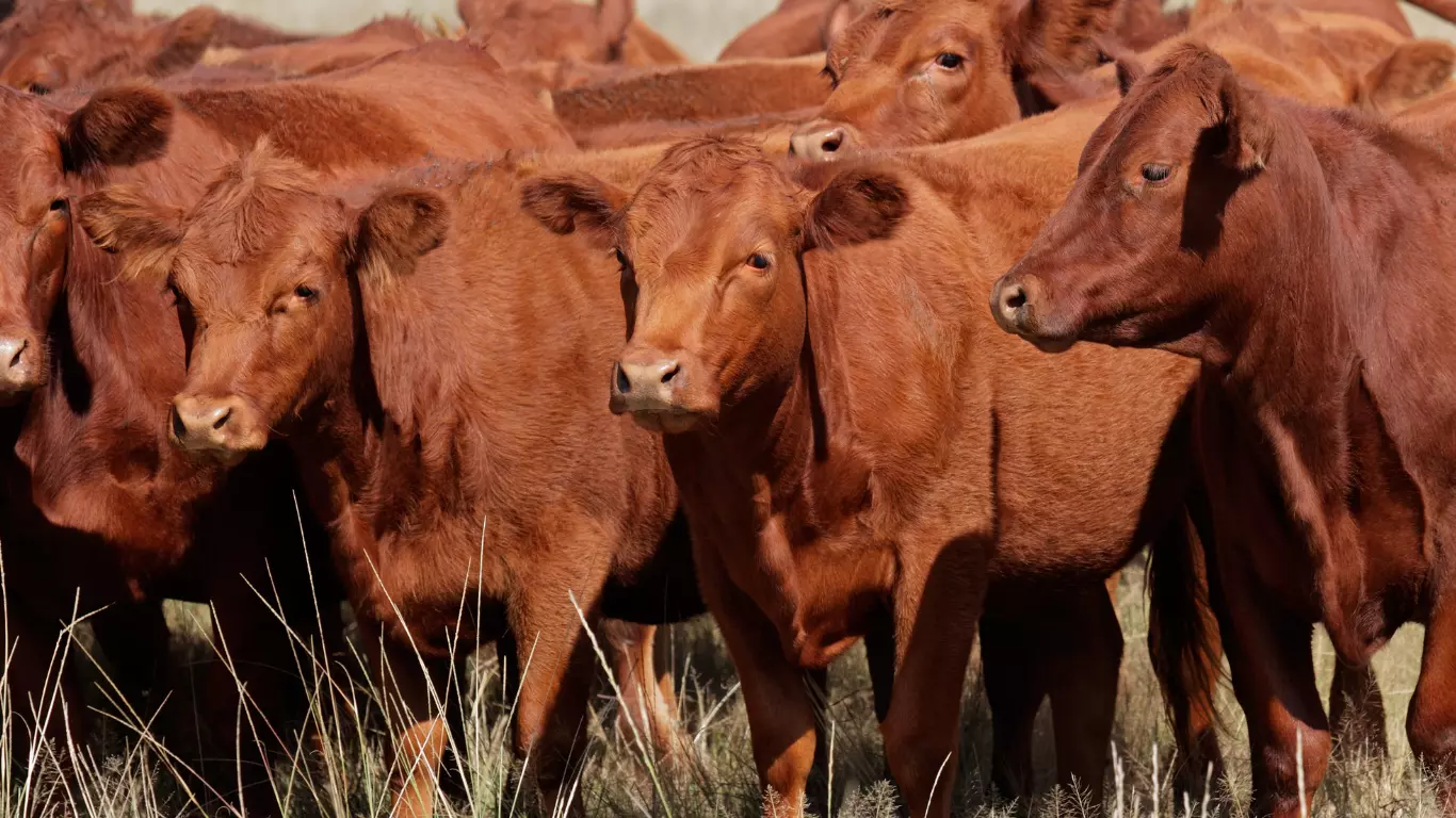 Ganado vacuno en el campo